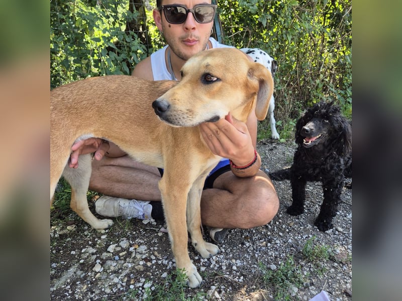 Ohana - freundliche, kinderliebe, junge Hündin Ohana - freundliche, kinderliebe, junge Hündin