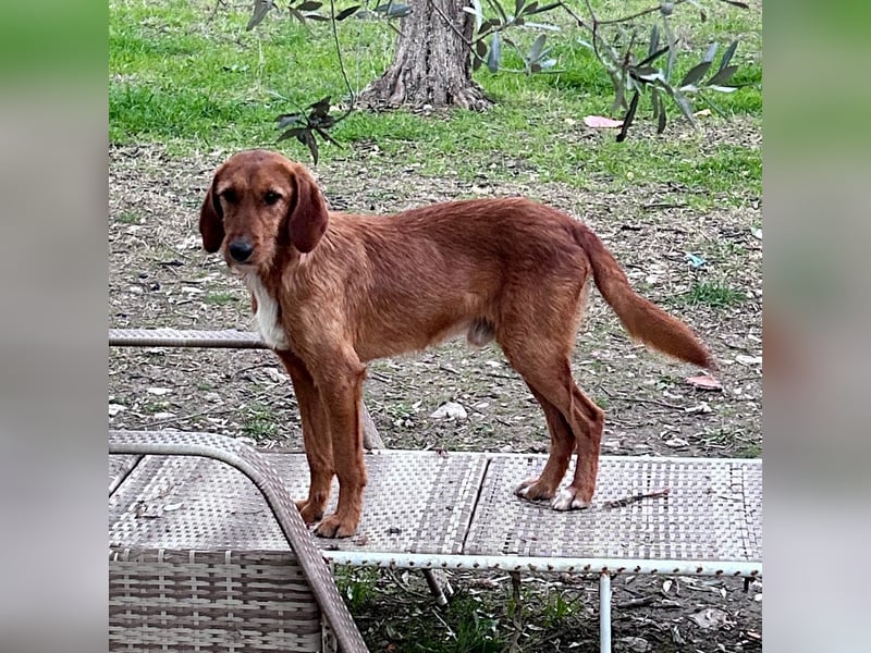 Choco - HAT INTERESSENTEN