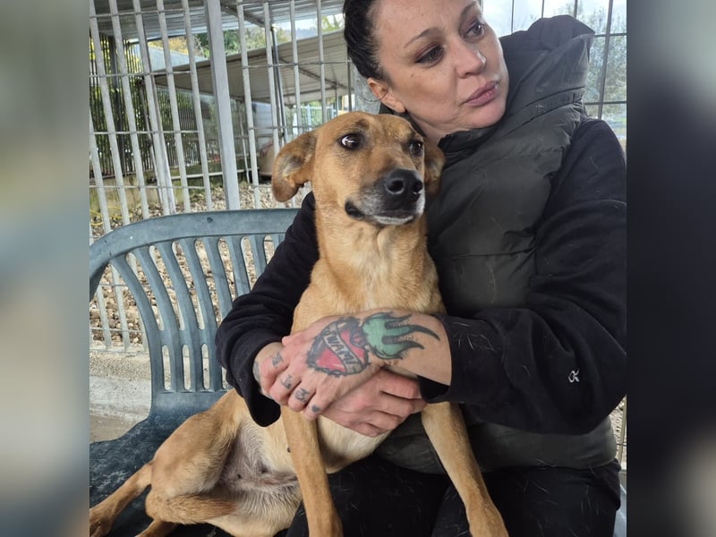 Estella - sanfte Hündin, noch ein bißchen schüchtern, aber bereit für ein liebevolles Zuhause