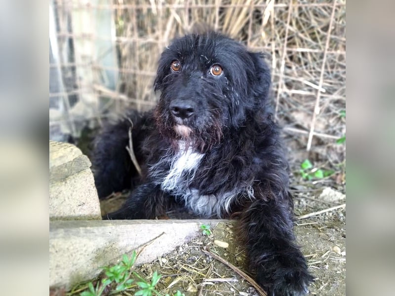 Toffee - ein echtes Wuschel, vielleicht noch etwas schüchtern, aber mit Riesenherz