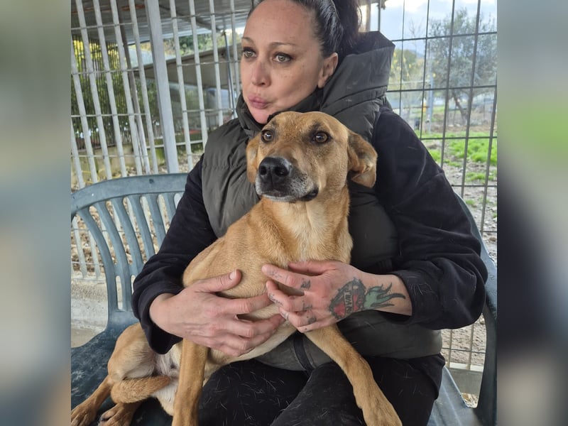 Estella - sanfte Hündin, noch ein bißchen schüchtern, aber bereit für ein liebevolles Zuhause