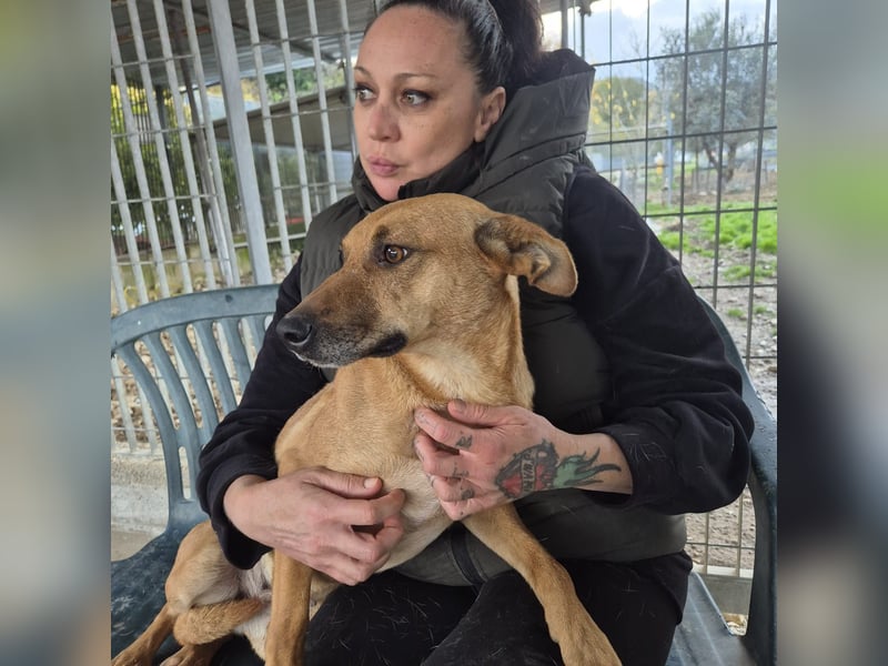 Estella - sanfte Hündin, noch ein bißchen schüchtern, aber bereit für ein liebevolles Zuhause