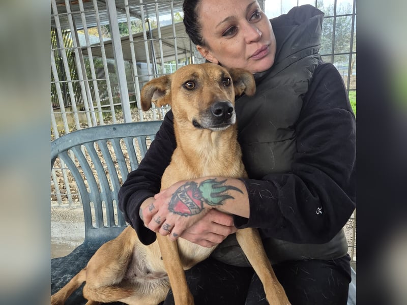 Estella - sanfte Hündin, noch ein bißchen schüchtern, aber bereit für ein liebevolles Zuhause