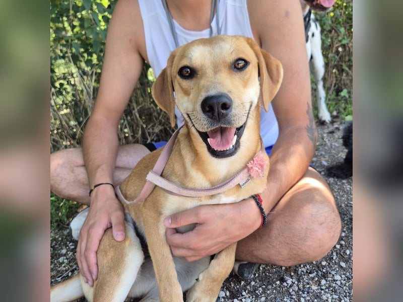 Ohana - freundliche, kinderliebe, junge Hündin Ohana - freundliche, kinderliebe, junge Hündin