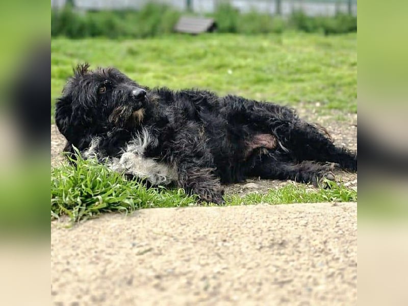 Toffee - ein echtes Wuschel, vielleicht noch etwas schüchtern, aber mit Riesenherz