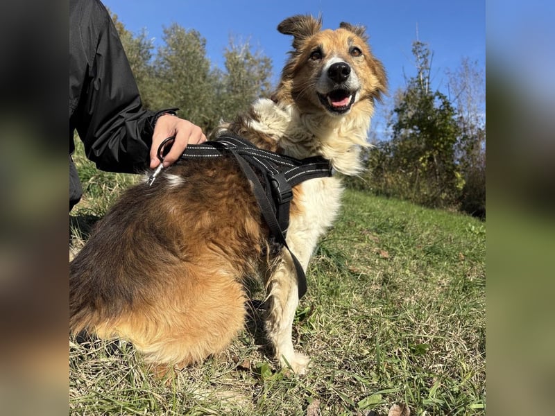 Leon - wunderbarer älterer Bub möchte dringend in sein eigenes Zuhause