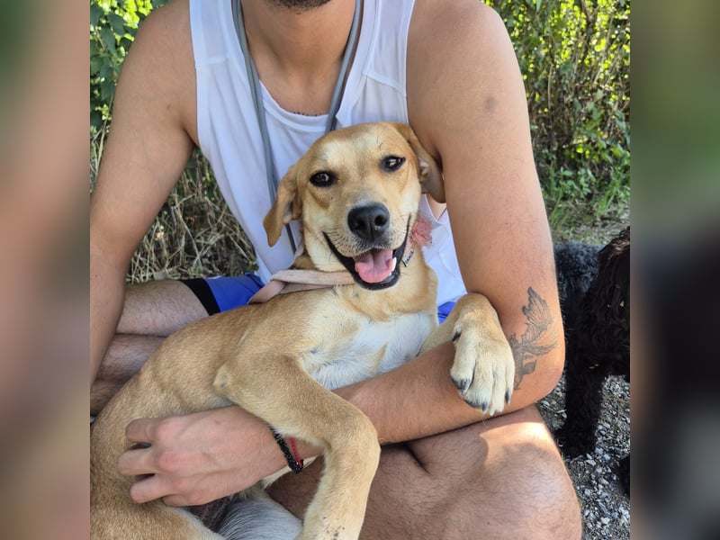 Ohana - freundliche, kinderliebe, junge Hündin Ohana - freundliche, kinderliebe, junge Hündin