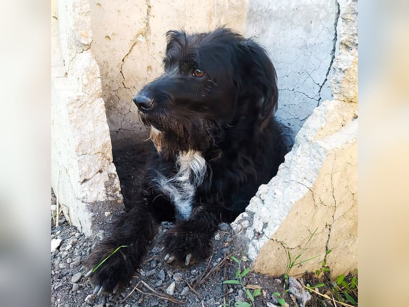 Toffee - ein echtes Wuschel, vielleicht noch etwas schüchtern, aber mit Riesenherz