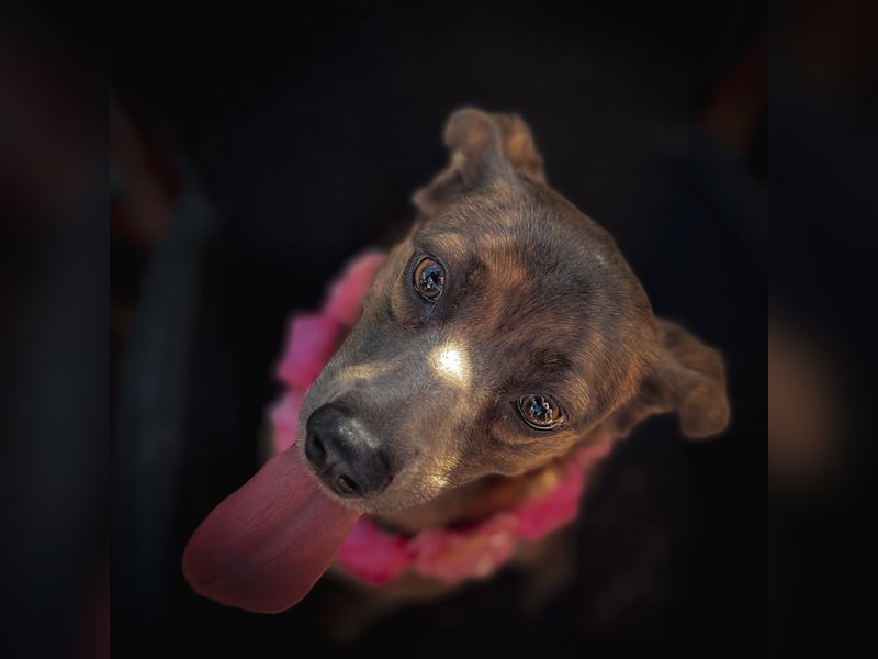 Alba -  neugieriges und fröhliches, m ein wenig schüchternes Hundemädchen träumt von eigener Familie