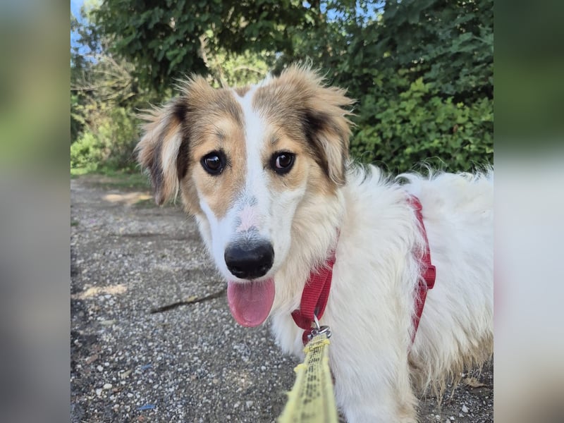 Pesca - junge wunderschöne Hündin