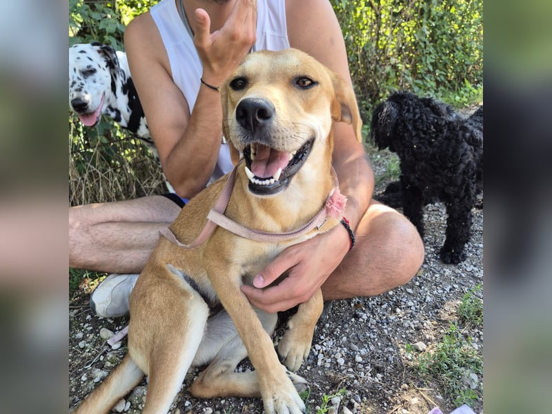 Ohana - freundliche, kinderliebe, junge Hündin Ohana - freundliche, kinderliebe, junge Hündin