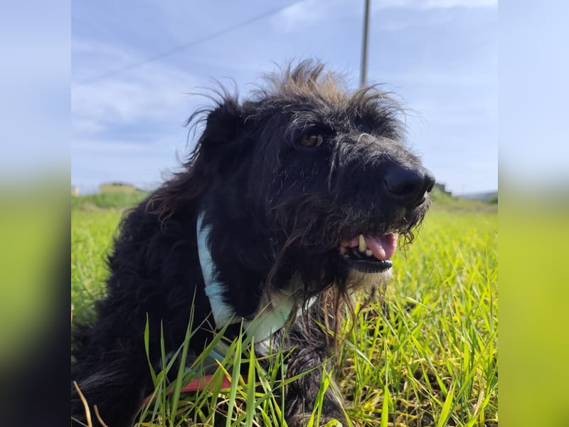 Toffee - ein echtes Wuschel, vielleicht noch etwas schüchtern, aber mit Riesenherz