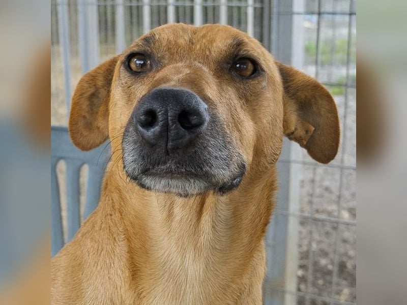 Estella - sanfte Hündin, noch ein bißchen schüchtern, aber bereit für ein liebevolles Zuhause