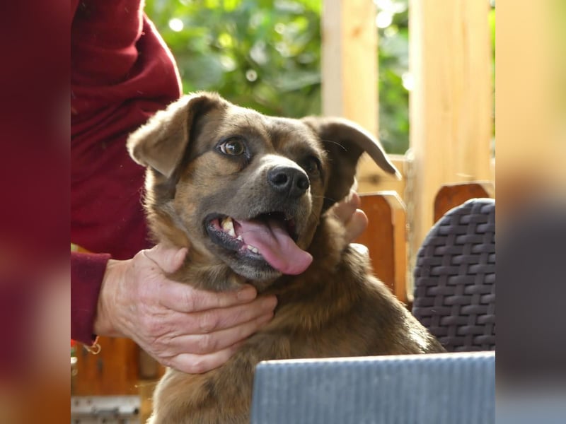 Alba -  neugieriges und fröhliches, m ein wenig schüchternes Hundemädchen träumt von eigener Familie
