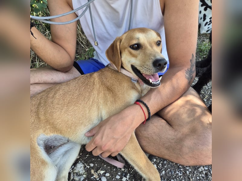 Ohana - freundliche, kinderliebe, junge Hündin Ohana - freundliche, kinderliebe, junge Hündin