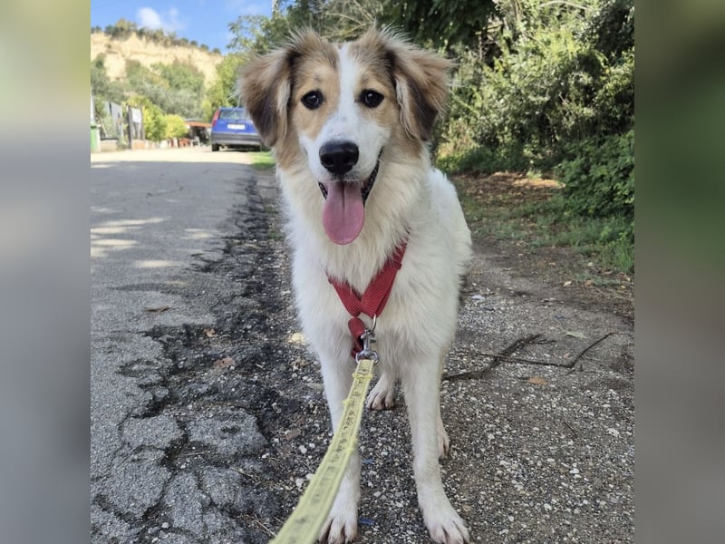 Pesca - junge wunderschöne Hündin