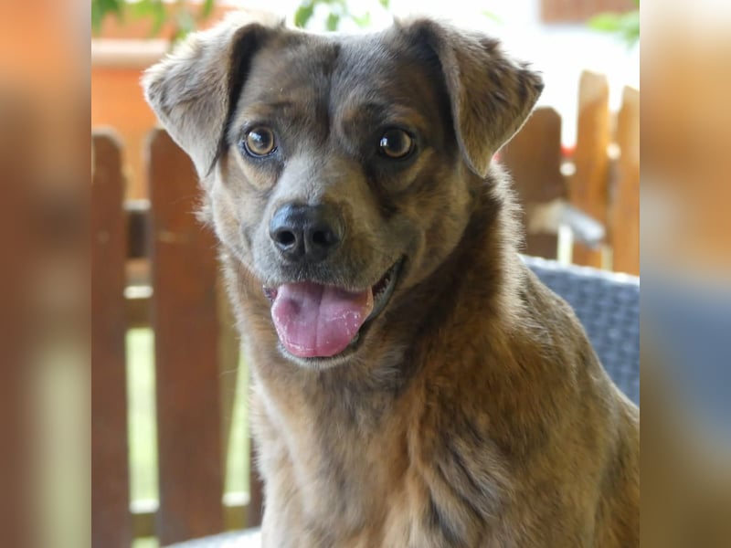 Alba -  neugieriges und fröhliches, m ein wenig schüchternes Hundemädchen träumt von eigener Familie