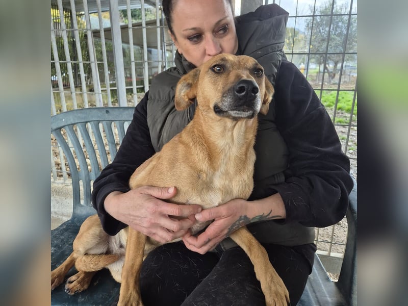 Estella - sanfte Hündin, noch ein bißchen schüchtern, aber bereit für ein liebevolles Zuhause