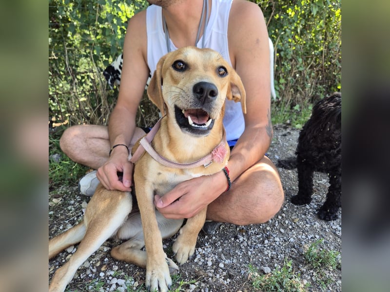 Ohana - freundliche, kinderliebe, junge Hündin Ohana - freundliche, kinderliebe, junge Hündin