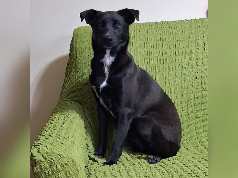 Cinzia - stubenrein, spricht fließend hund,  tunesisch, italienisch und bald deutsch?