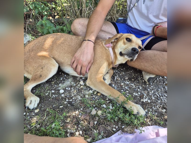 Ohana - freundliche, kinderliebe, junge Hündin Ohana - freundliche, kinderliebe, junge Hündin