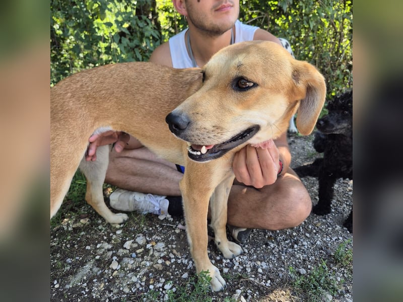 Ohana - freundliche, kinderliebe, junge Hündin Ohana - freundliche, kinderliebe, junge Hündin