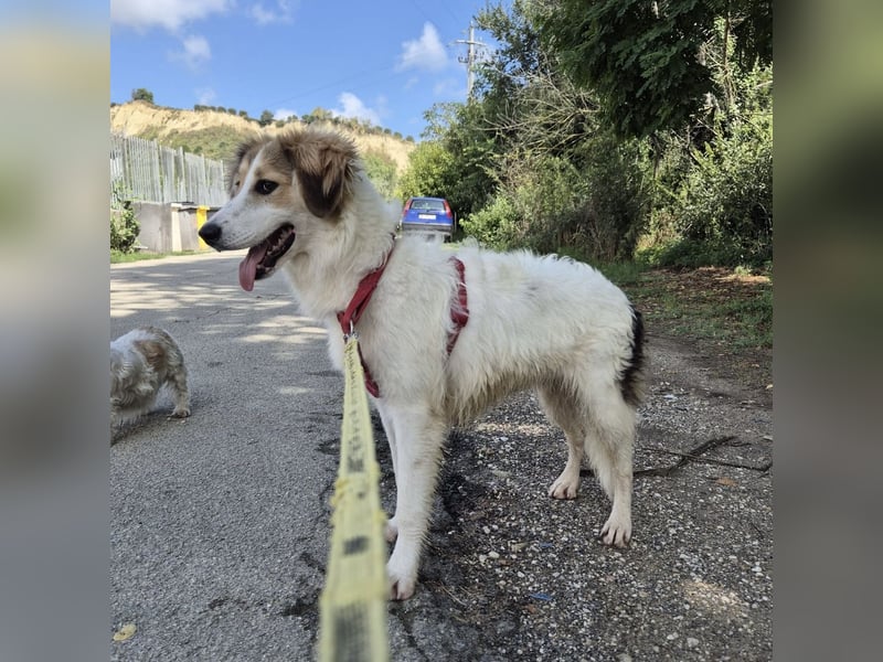 Pesca - junge wunderschöne Hündin