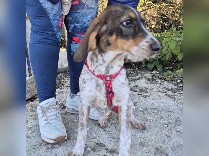 Gioia - verspielt, neugierig, sozial und voller Lebensfreude – das ist Gioia!