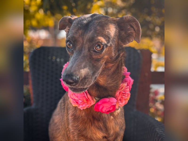 Alba -  neugieriges und fröhliches, m ein wenig schüchternes Hundemädchen träumt von eigener Familie