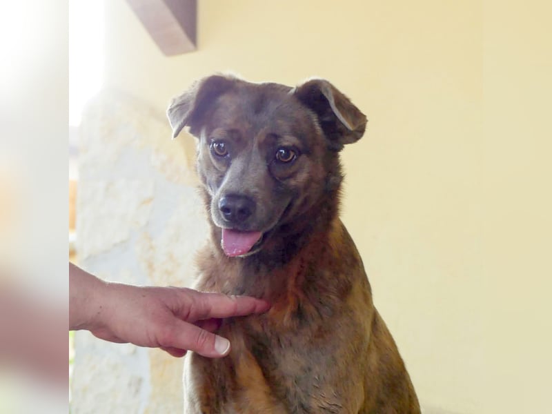 Alba -  neugieriges und fröhliches, m ein wenig schüchternes Hundemädchen träumt von eigener Familie