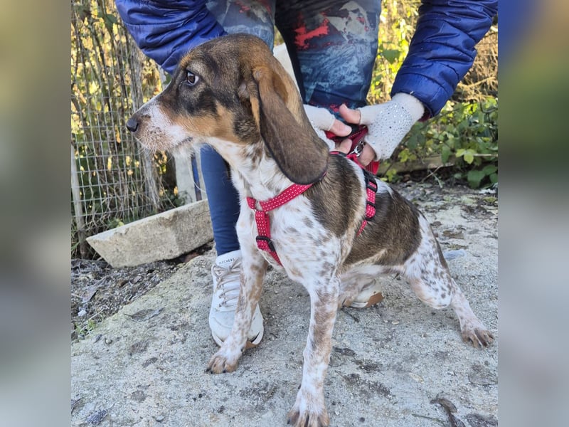 Gioia - verspielt, neugierig, sozial und voller Lebensfreude – das ist Gioia!