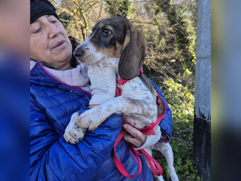 Gioia - verspielt, neugierig, sozial und voller Lebensfreude – das ist Gioia!