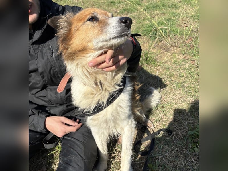 Leon - wunderbarer älterer Bub möchte dringend in sein eigenes Zuhause