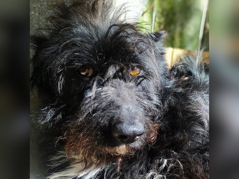 Toffee - ein echtes Wuschel, vielleicht noch etwas schüchtern, aber mit Riesenherz