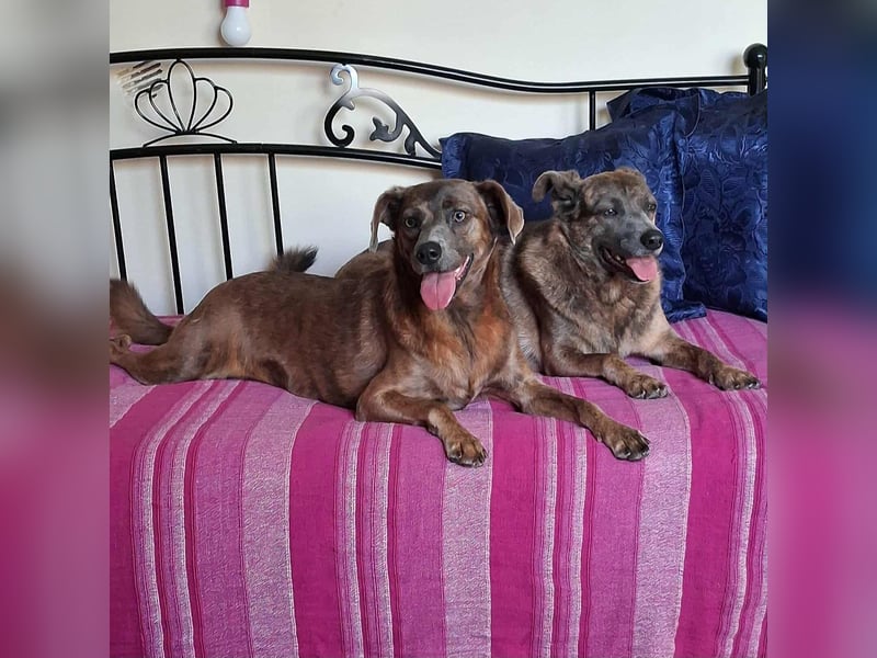 Alba -  neugieriges und fröhliches, m ein wenig schüchternes Hundemädchen träumt von eigener Familie