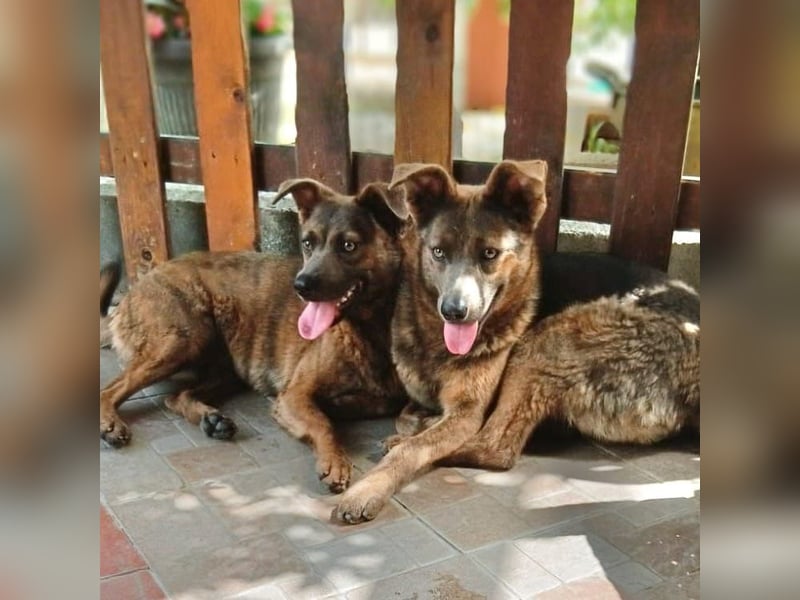 Alba -  neugieriges und fröhliches, m ein wenig schüchternes Hundemädchen träumt von eigener Familie