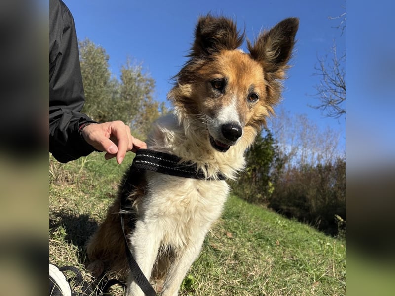 Leon - wunderbarer älterer Bub möchte dringend in sein eigenes Zuhause