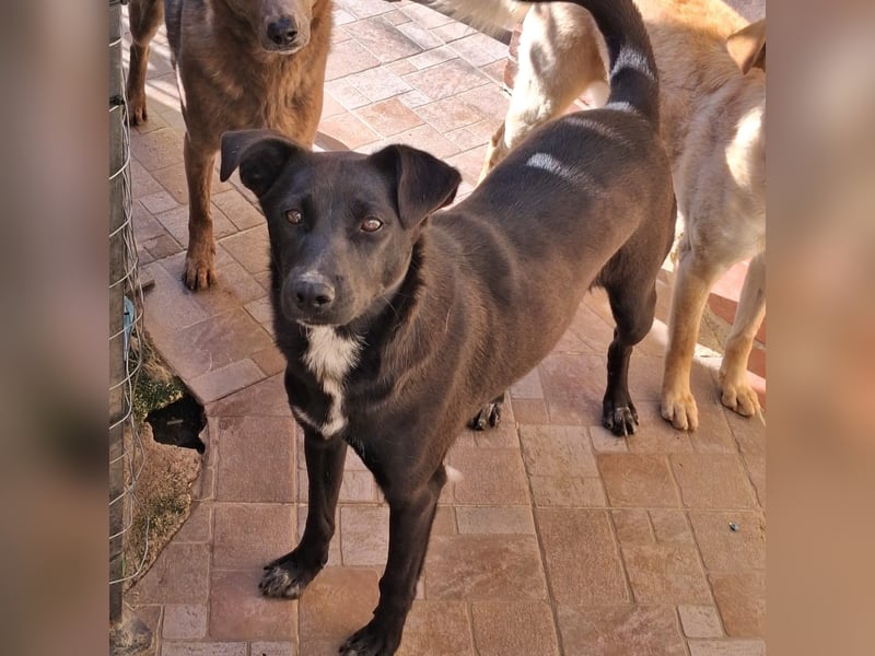 Cinzia - stubenrein, spricht fließend hund,  tunesisch, italienisch und bald deutsch?