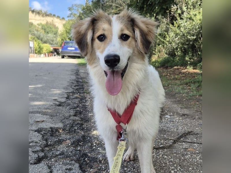 Pesca - junge wunderschöne Hündin