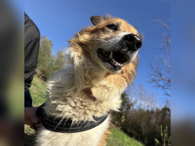 Leon - wunderbarer älterer Bub möchte dringend in sein eigenes Zuhause