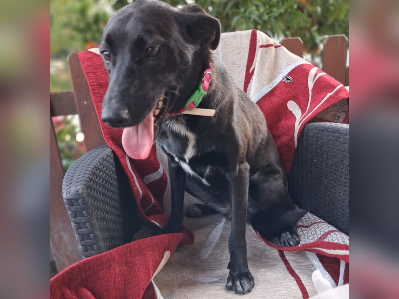 Cinzia - stubenrein, spricht fließend hund,  tunesisch, italienisch und bald deutsch?