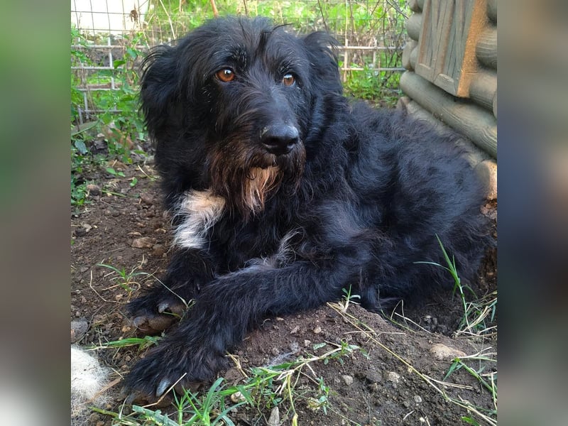 Toffee - ein echtes Wuschel, vielleicht noch etwas schüchtern, aber mit Riesenherz