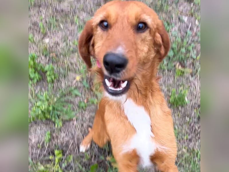 Choco - HAT INTERESSENTEN