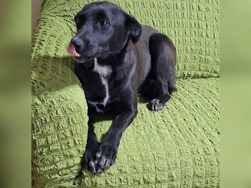 Cinzia - stubenrein, spricht fließend hund,  tunesisch, italienisch und bald deutsch?