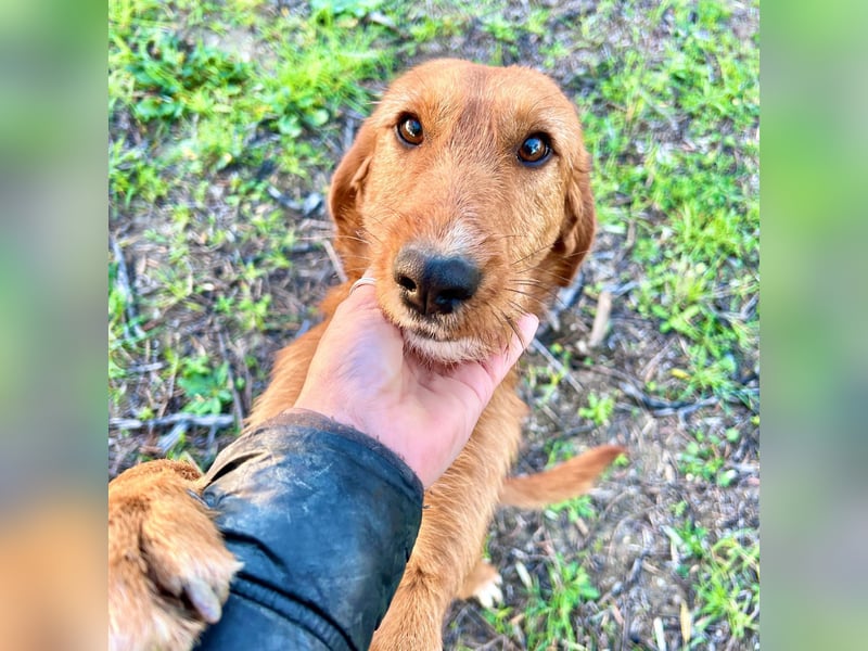 Choco - HAT INTERESSENTEN