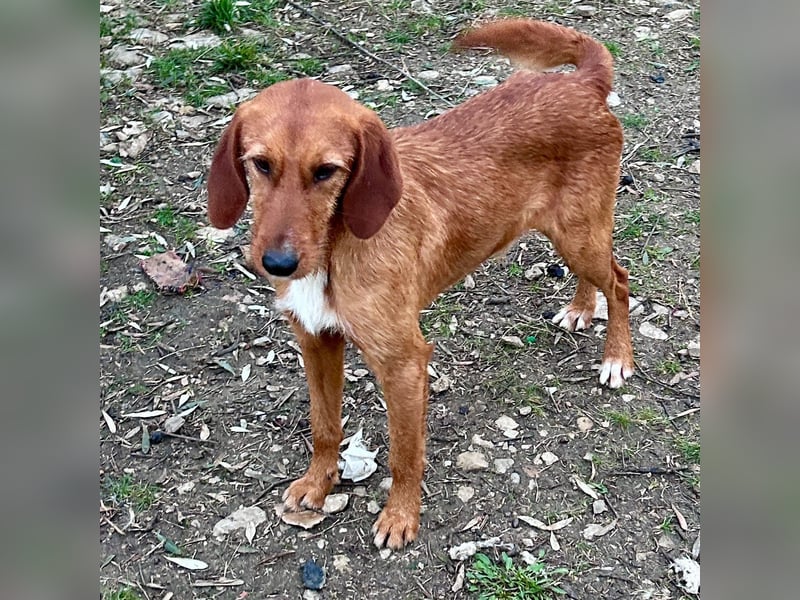 Choco - HAT INTERESSENTEN