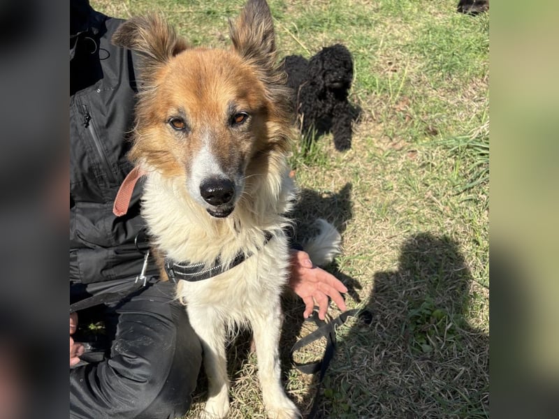 Leon - wunderbarer älterer Bub möchte dringend in sein eigenes Zuhause