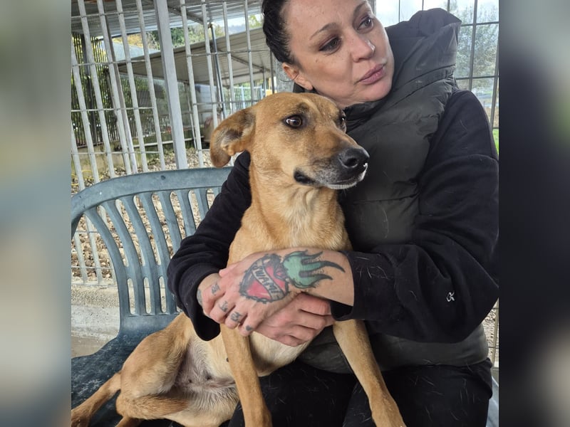 Estella - sanfte Hündin, noch ein bißchen schüchtern, aber bereit für ein liebevolles Zuhause