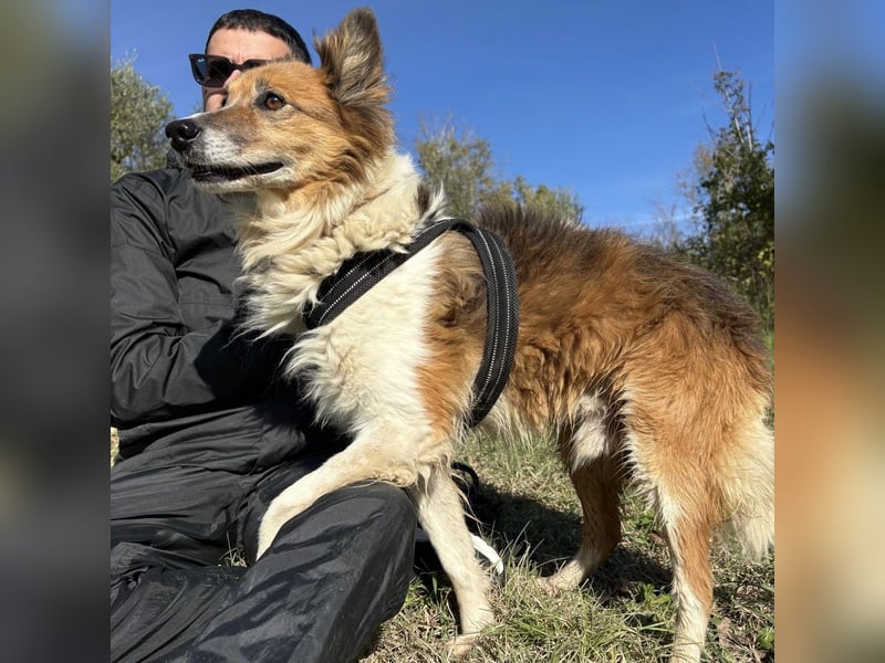 Leon - wunderbarer älterer Bub möchte dringend in sein eigenes Zuhause