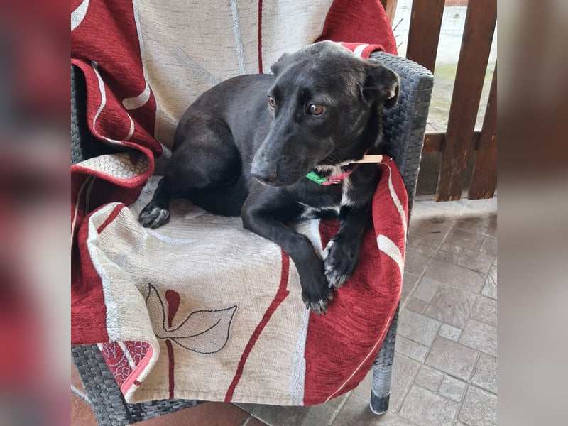 Cinzia - stubenrein, spricht fließend hund,  tunesisch, italienisch und bald deutsch?